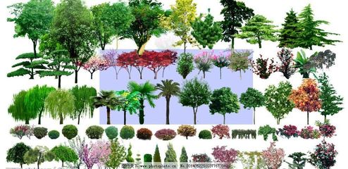 园林设计素材景观树木(树)图片